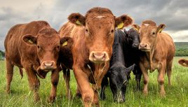 Cellular and GNSS Antennas for Virtual Livestock Fences and Smart Grazing